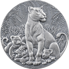 silver-coin-life-cycle-grace-of-the-lioness-2-ounces-2024-4
