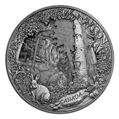 silver-coin-predator-or-prey-in-shadow-box-reverse (2) 2